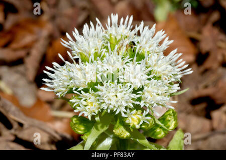 White Butterbur (petasites alba), close up of the male flower head against the spring leaf litter.