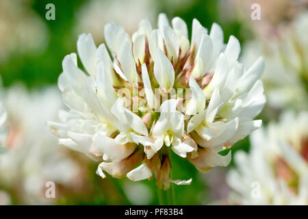 White Clover (trifolium repens), also known as Dutch Clover, close up of a single flower amongst many. Stock Photo