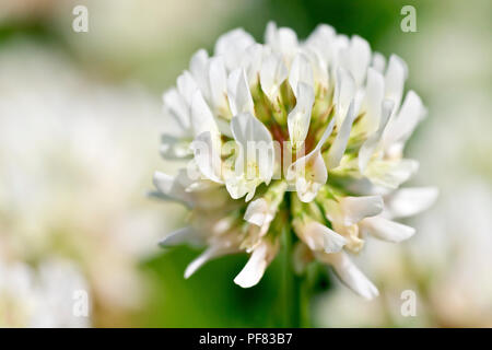 White Clover (trifolium repens), also known as Dutch Clover, close up of a single flower amongst many. Stock Photo