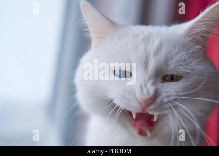 Yawning white cat with 2 different-colored eyes (heterocromatic eyes) — Turkish Angora. Cat with heterochromia. Cat yawns aggressively, showing teeth Stock Photo