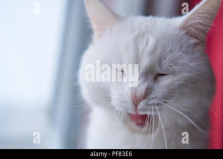 Yawning cat with 2 different-colored eyes (heterocromatic eyes) — Turkish Angora. It is a cat with heterochromia. Cat yawns, showing teeth Stock Photo