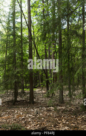 A fallen tree beside forest pathways within a deep forest. Stock Photo