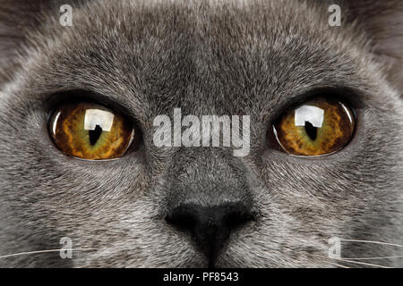 Close-up Eyes of Blue Burmese Cat isolated on black background Stock Photo