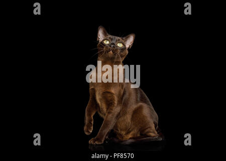 Amazing Brown Cat sitting and Looking up on isolated black background, front view Stock Photo