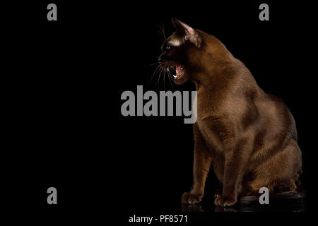 Amazing Brown Cat sitting and Hisses on isolated black background, side view Stock Photo