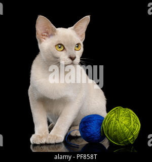 Adorable Lilac Burmese Young Kitten Sitting with Ball of Yarn isolated on black background, front view Stock Photo