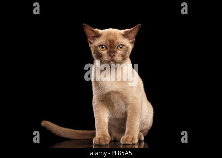 Little Burmese kitten with beige fur Sitting on Isolated black background Stock Photo