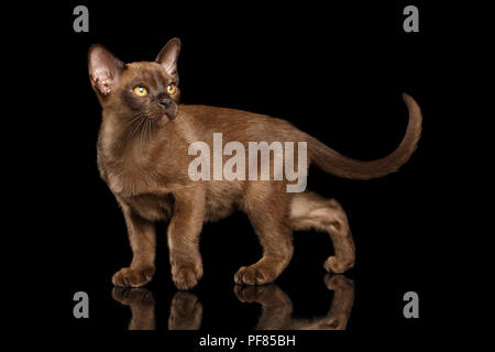 Hunting little Burma Kitty Walking and show his Chocolate Fur, Looking up, Isolated Black Background, Side view Stock Photo