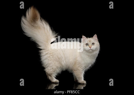 British Cat, Color-point fur, Standing with Furry tail and Looking in Camera on Isolated Black Background Stock Photo