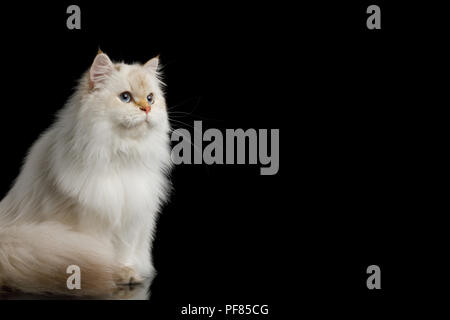 Furry British Cat, Color-point fur and Blue eyes Sitting at side on Isolated Black Background Stock Photo