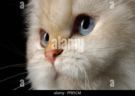 Close-up Portrait of British Cat, Color-point fur and Blue eyes on Isolated Black Background Stock Photo