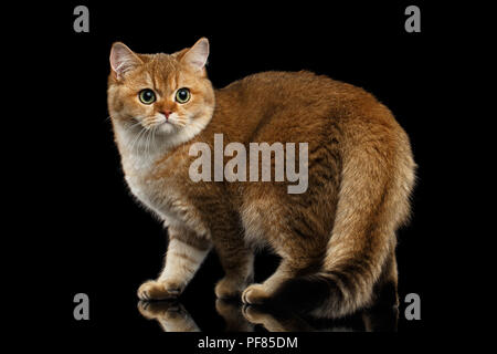 Furry British breed Cat Gold Chinchilla color Standing and Looking in Camera, Isolated Black Background, profile view Stock Photo