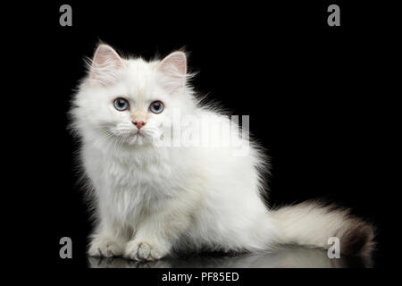 Furry British breed Kitty White color Sitting and Looking in camera on Isolated Black Background with reflection Stock Photo