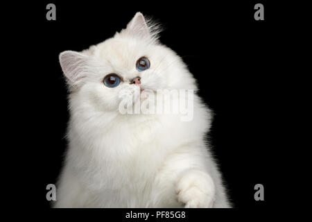 Portrait of Furry British breed Cat White color with Blue eyes, Raising paw on Isolated Black Background, front view Stock Photo