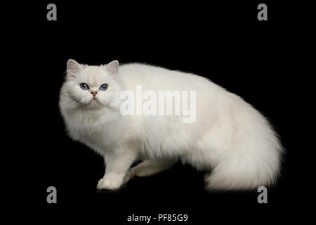 Furry British breed Cat, White color with Blue eyes, Standing with tail up on Isolated Black Background, side view Stock Photo