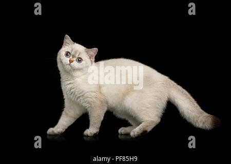 British breed Cat, Beige color with Blue eyes, Standing and looks funny on Isolated Black Background, side view