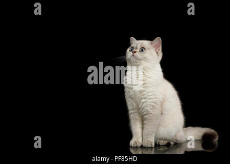 Adorable British breed Cat White color with Blue eyes, Sitting and looking at side on Isolated Black Background Stock Photo