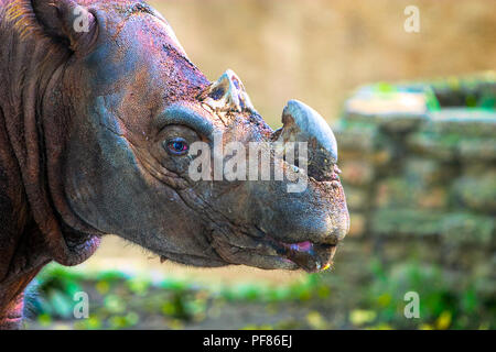 Sumatran Rhinoceros, Dicerorhinus sumatrensis - Captive Specimen - Very Rare Stock Photo
