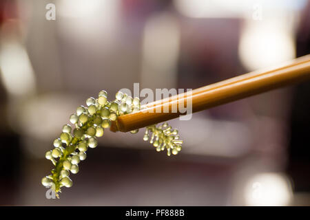 Chopsticks with Umi-budou Seaweed or sea grapes ( green caviar ) seaweed Healthy food Stock Photo