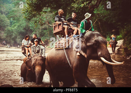 ELEPHANTS & THAILAND ELEPHANT EXPERIENCE Stock Photo