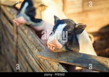 little pigs in zoo Stock Photo