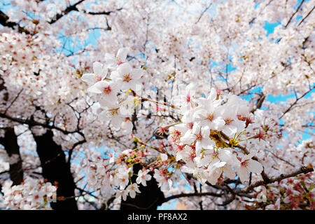 Cherry blossoms under bright vivid blue sky in spring sakura season, Tokyo, Japan Stock Photo