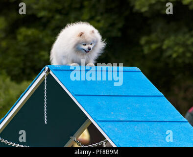 adorable beige and white pomeranian dog climbing the dog agility a-frame on a dark green and black background Stock Photo