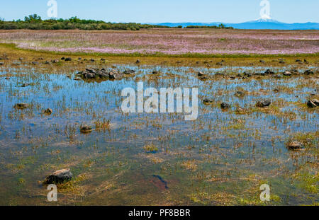 seasonal vernal pool on table rock plateau in southern oregon in the spring with mt mcloughlin in the background Stock Photo