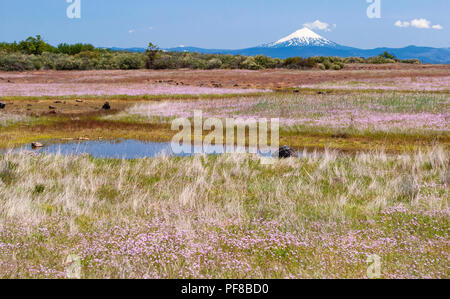 seasonal vernal pools and wildflowers on lower table rock plateau in southern oregon with mt mcloughlin in the background Stock Photo