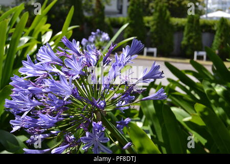 purple flower green background Stock Photo