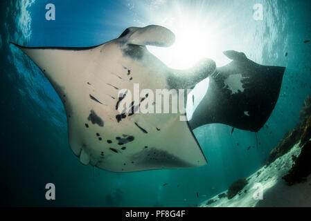 A pair of reef Manta rays pass overhead, with bright sunlight above. Komodo National Park, Indonesia Stock Photo