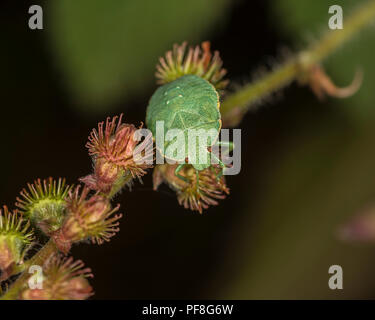 Green shield bug on a branch a plant Stock Photo