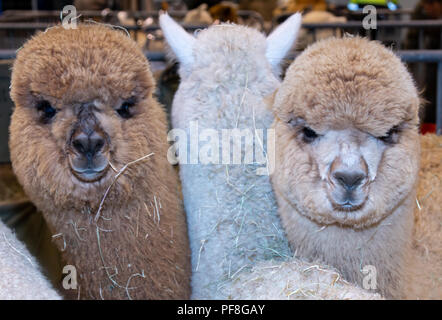Three Young Alpacas in a judging ring,  Two are facing the camera squashed together Stock Photo