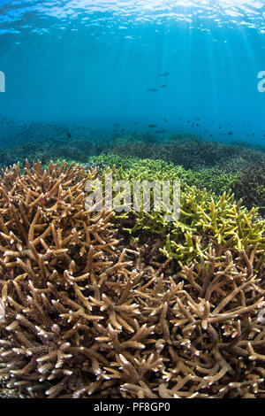 Hard Acropora coral reef, fish & sun beams in shallow water at Sipadan Island, Sabah, Malaysian Borneo Stock Photo