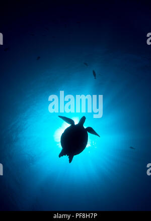 The silhouette of a green sea turtle surrounded by dark blue water, at Sipadan Island, Sabah, Malaysian Borneo Stock Photo