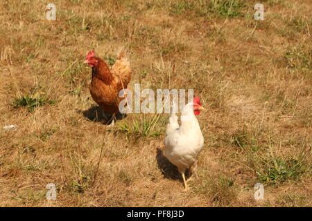 Hühner auf einer Hühnerfarm in Visbeck im Sauerland Stock Photo
