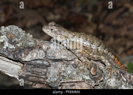 An eastern fence lizard illustrating cryptic coloration. Stock Photo