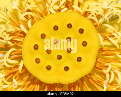 A close-up of an American lotus blossom. Stock Photo