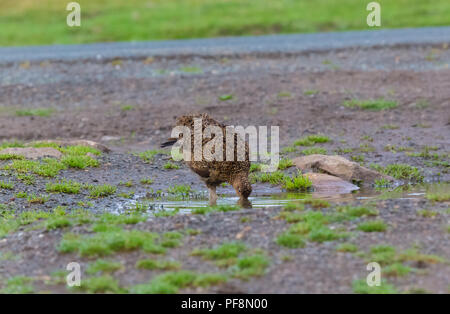 Red Grouse, male, cockbird drinking water from puddle on UK Grouse Moor during the 2018 heatwave.  Scientific name: lagopus lagopus scotica.Horizontal Stock Photo