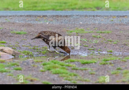 Red Grouse, male, cockbird drinking water from puddle on UK Grouse Moor during the 2018 heatwave.  Scientific name: lagopus lagopus scotica.Horizontal Stock Photo