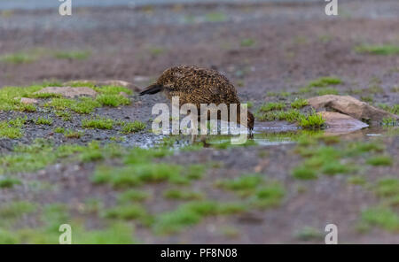 Red Grouse, male, cockbird drinking water from puddle on UK Grouse Moor during the 2018 heatwave.  Scientific name: lagopus lagopus scotica.Horizontal Stock Photo