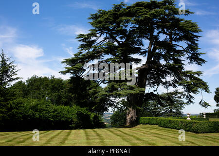Landscape design manicured box hedge garden triangular arrangement ...