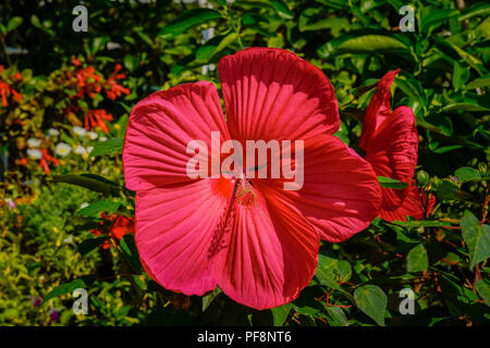 Hibiscus a Giant Red Bloom. Stock Photo