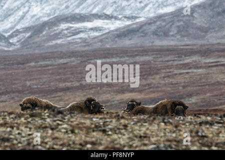 A group of muskoxen in autumn, Sydkap Jytte Havn, Scoresby Sund, Kangertittivaq, Greenland Stock Photo