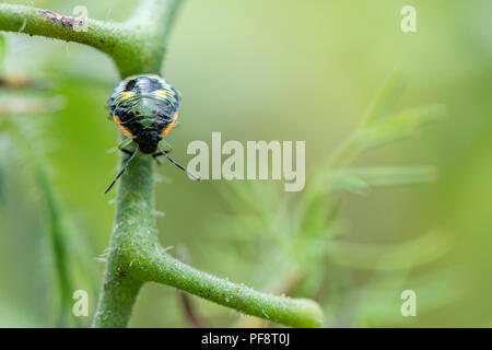 Green stink bug nymph in a tomato garden Stock Photo