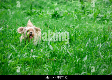 Adorable small Bichon Havanese dog, running happily through grass taller than itself, towards the camera, on a sunny summer day. Stock Photo