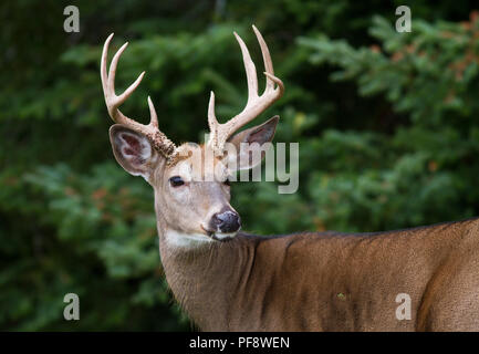 Closeup of majestic whitetail deer buck framed by dense forest. Stock Photo