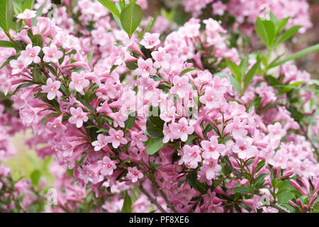 Weigela 'Light Pink' flowers. Stock Photo