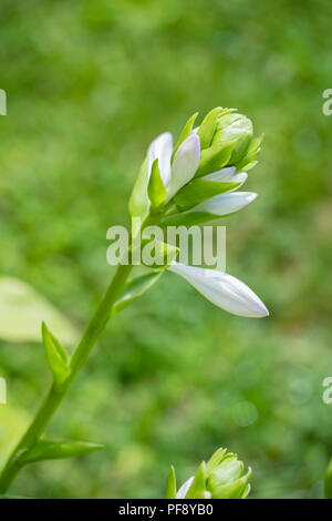 Opening bud of the white flowers of Hosta sieboldiana, a hosta cultivar growing in Wichita, Kansas, USA. Stock Photo