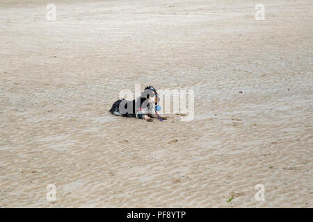A beautiful blue roan cocker spaniel puppy playing on a golden sandy beach Stock Photo
